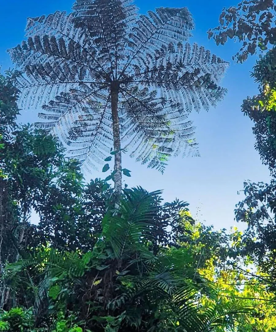 Magic Mena Rainforest Retreat By Tiny Away Mena Creek Holiday home